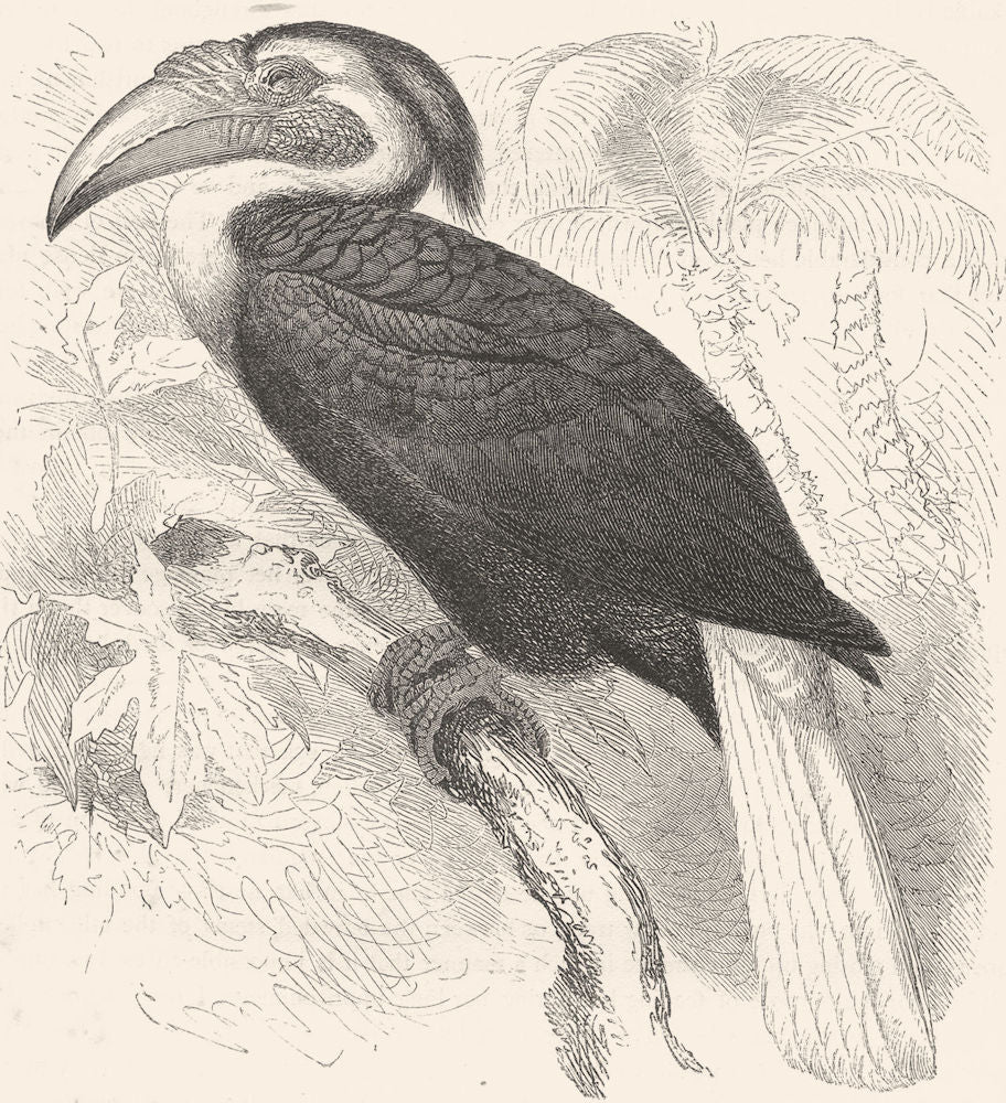 BIRDS. Searcher. Hornbill. Djolan, Year Bird c1870 old antique print picture